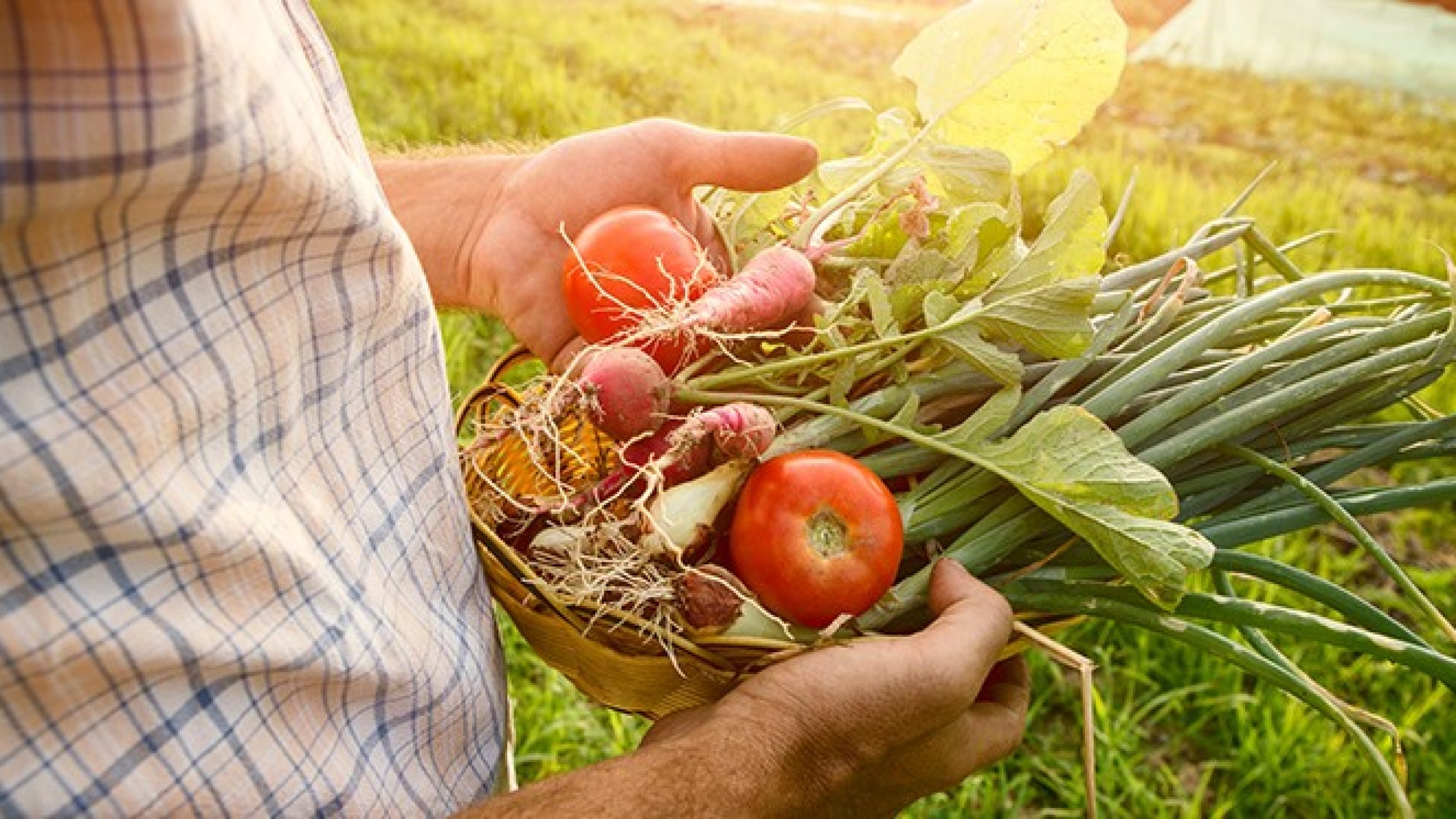 Insbesondere frisches Gemüse und Obst aus eigenem Anbau  werden in der cilentanischen Küche verwendet. So werden künstliche Zusatzstoffe, Farbstoffe, hormon- und antibiotikabelastete Lebensmittel vermieden. Statt Süßigkeiten naschen viele lieber getrocknete weiße Feigen. Foto:©choice76/istock/thinkstock