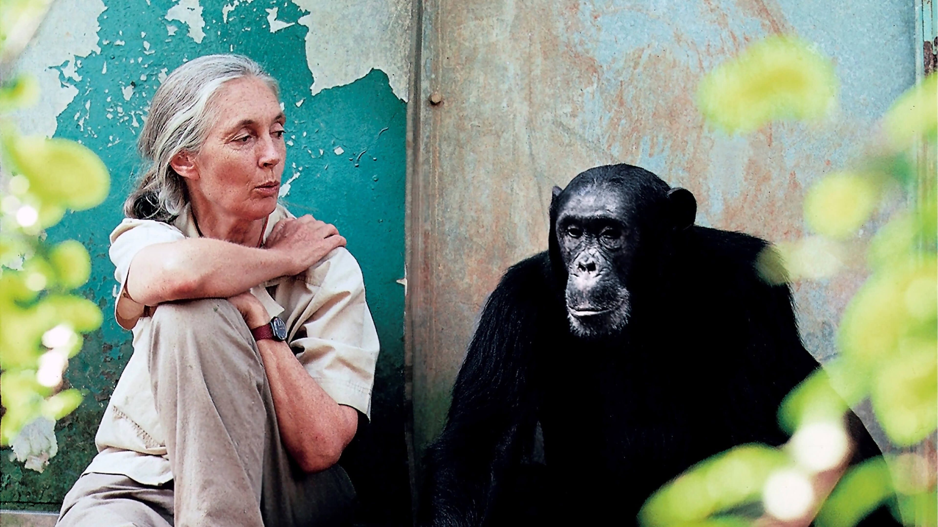 Frau mit langen grauen Haaren sitzt neben einem Schimpansen
