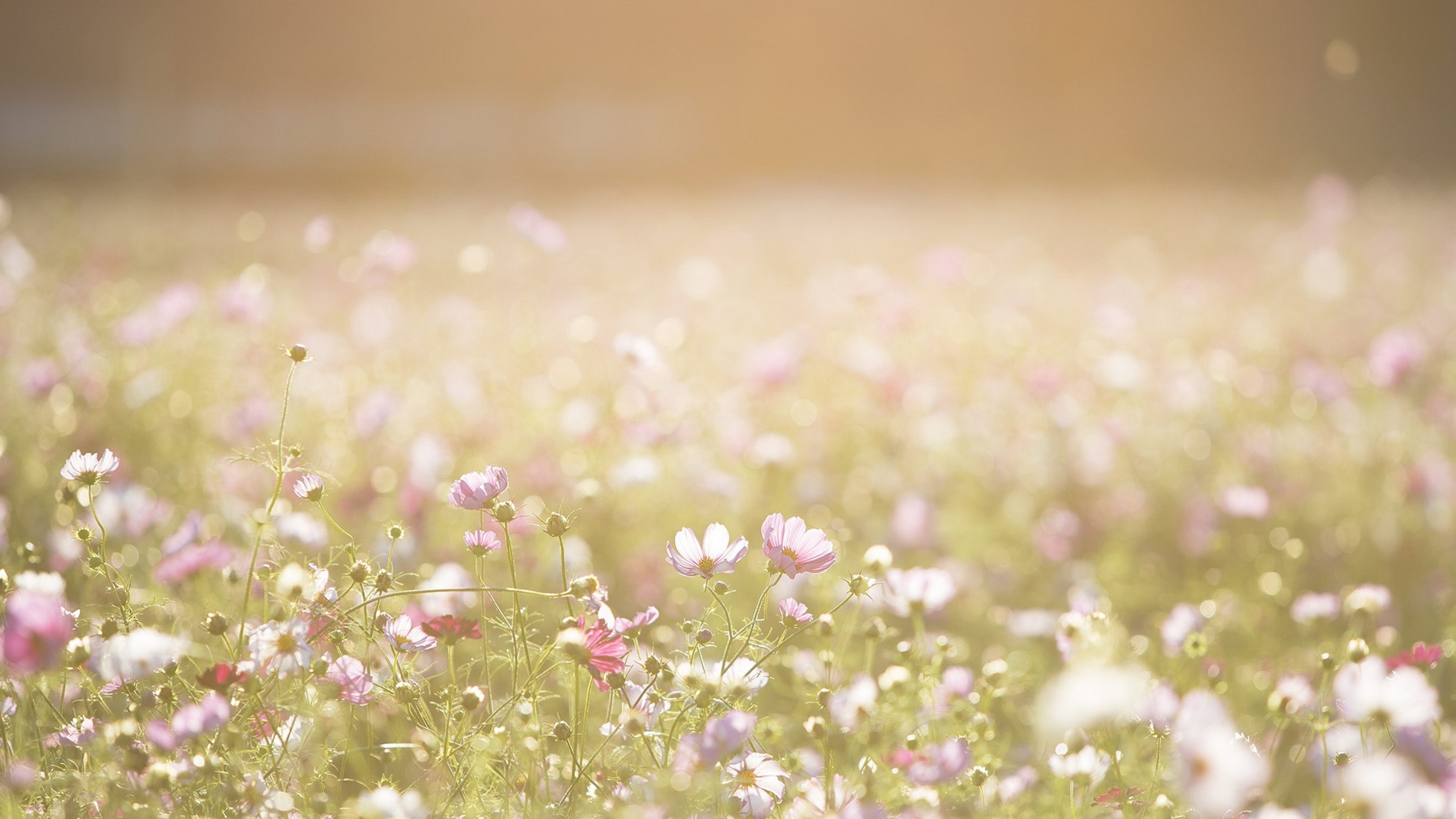 Blumenwiese Familienhörbuch