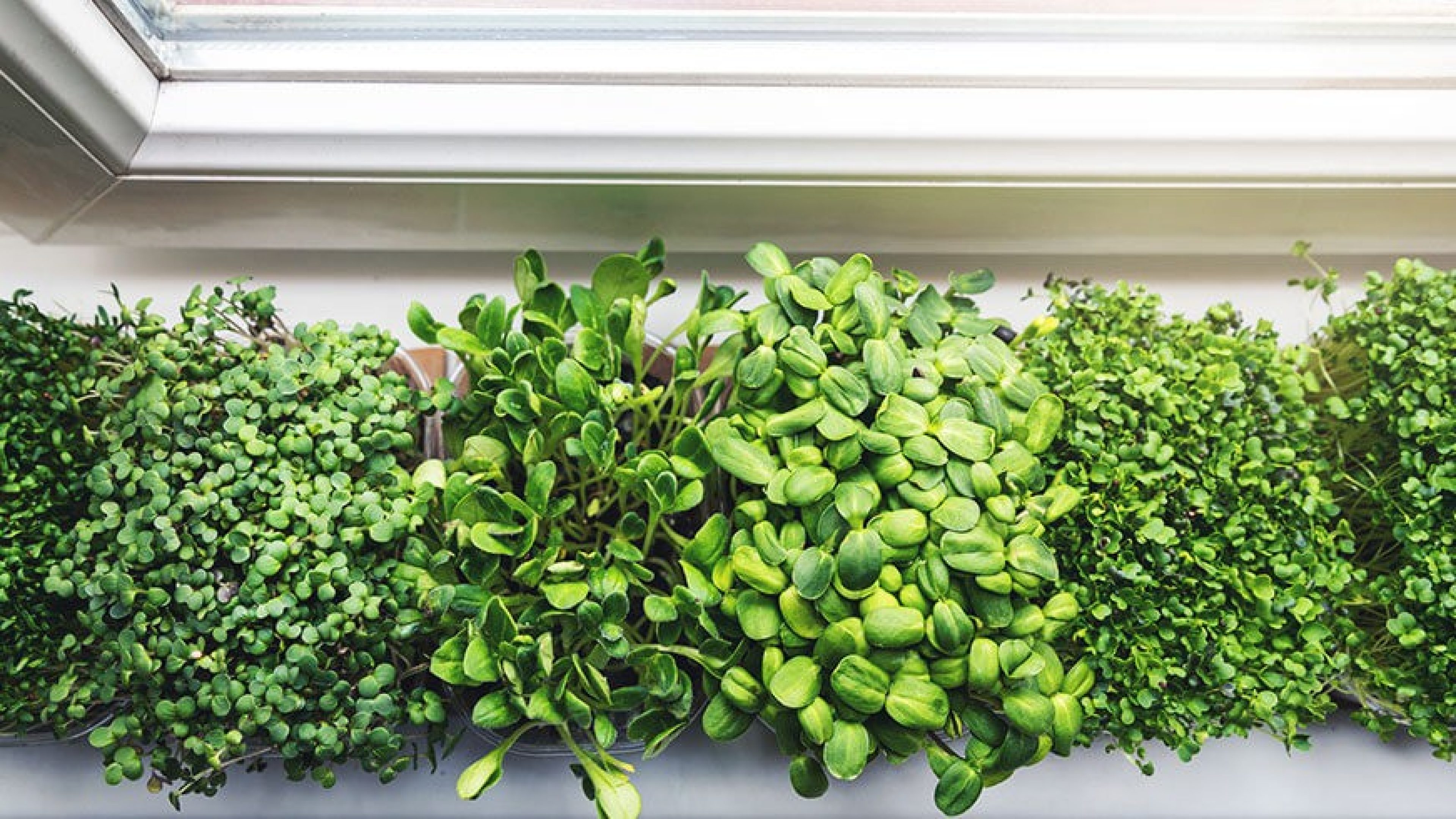 SLD_Microgreens_Micro_Gardening_1205490784_872x491